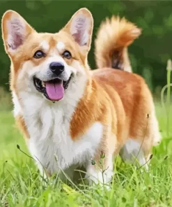 Cute Pembroke Welsh Corgi Dog Diamond Painting