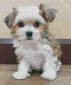 Cute White Morkie Diamond Painting