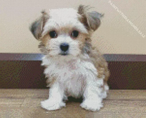 Cute White Morkie Diamond Painting