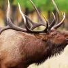 Elk Animal Diamond Painting