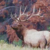 Elk Animal In Nature Diamond Painting