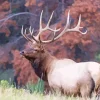 Elk Animal In Nature Diamond Painting