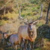 Elk Couple Diamond Painting