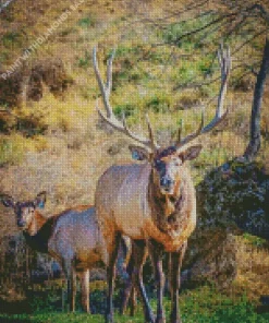 Elk Couple Diamond Painting