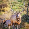 Elk Couple Diamond Painting