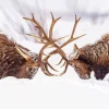 Elk Fighting In Snow Diamond Painting