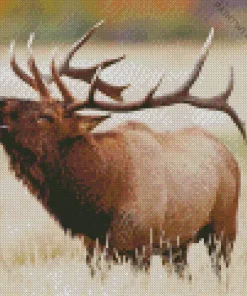 Elk In Rocky Mountain National Park Diamond Painting