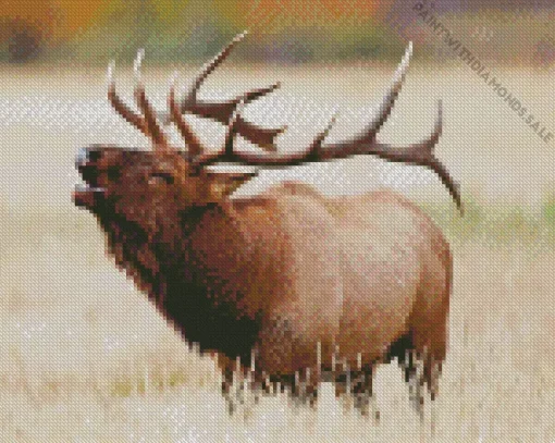 Elk In Rocky Mountain National Park Diamond Painting