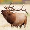 Elk In Rocky Mountain National Park Diamond Painting