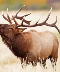 Elk In Rocky Mountain National Park Diamond Painting