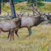 Elk Pair Diamond Painting