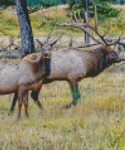 Elk Pair Diamond Painting