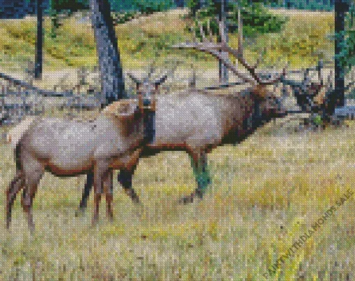 Elk Pair Diamond Painting