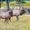 Elk Pair Diamond Painting