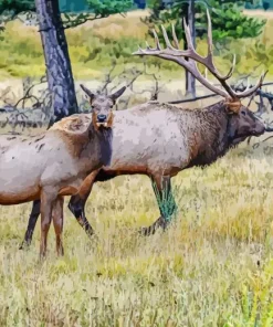 Elk Pair Diamond Painting