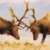 Elk Wildlife Diamond Painting