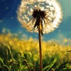 Fluffy Dandelion Diamond Painting