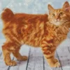 Fluffy Orange Cat Diamond Painting