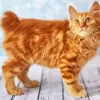 Fluffy Orange Cat Diamond Painting