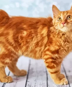 Fluffy Orange Cat Diamond Painting