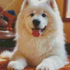 Fluffy Samoyed Puppy Diamond Painting