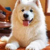 Fluffy Samoyed Puppy Diamond Painting