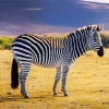 Fluffy Zebra Diamond Painting