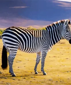 Fluffy Zebra Diamond Painting