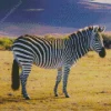 Fluffy Zebra Diamond Painting