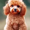 Fluffy Apricot Toy Poodle Diamond Painting