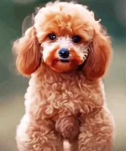 Fluffy Apricot Toy Poodle Diamond Painting