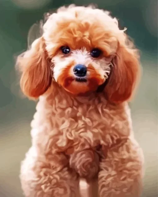 Fluffy Apricot Toy Poodle Diamond Painting