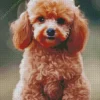 Fluffy Apricot Toy Poodle Diamond Painting