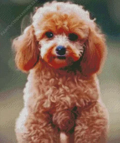 Fluffy Apricot Toy Poodle Diamond Painting