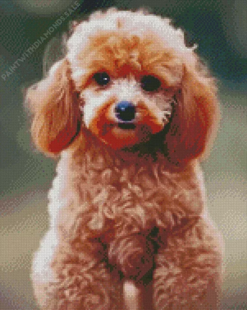 Fluffy Apricot Toy Poodle Diamond Painting