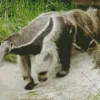 Giant Anteater Animal Diamond Painting