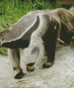 Giant Anteater Animal Diamond Painting