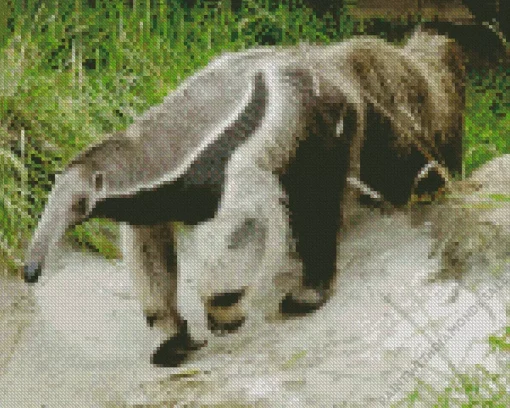 Giant Anteater Animal Diamond Painting