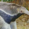 Giant Anteater Close up Diamond Painting