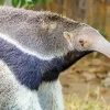 Giant Anteater Close up Diamond Painting