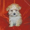 Gold Morkie Dog Diamond Painting