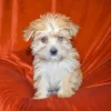 Gold Morkie Dog Diamond Painting