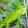 Green Iguana Diamond Painting