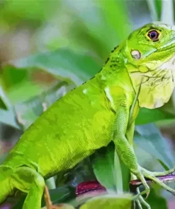 Green Iguana Diamond Painting