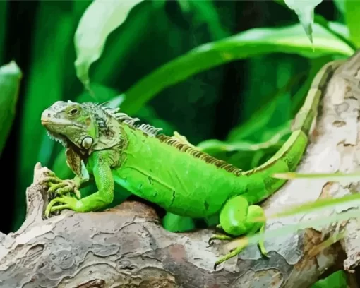 Green Iguana Lizard Diamond Painting