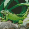 Green Iguana Lizard Diamond Painting