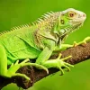 Green Iguana On Tree Diamond Painting