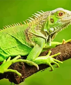 Green Iguana On Tree Diamond Painting