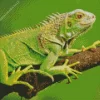 Green Iguana On Tree Diamond Painting