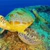 Green Sea Turtle Underwater Diamond Painting